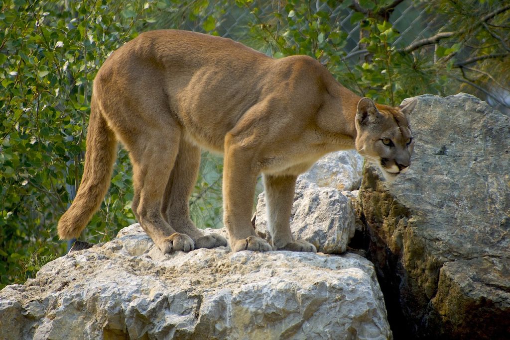cougar, animal, pet, puma, zoo, large cat, feline, mammal, nature, wildlife, wildlife photography, cat, cougar, cougar, cougar, cougar, cougar, puma, puma