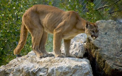 Comment séduire une femme cougar en Belgique : conseils pratiques